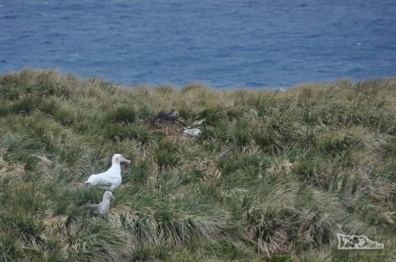 Vários albatrozes descansam na grama alta de Prion Island, na Geórgia do Sul